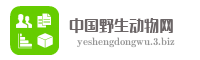 中国野生动物网