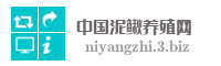 中国泥鳅养殖网