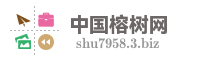 中国榕树网