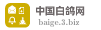 中国白鸽网