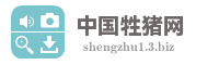 中国牲猪网