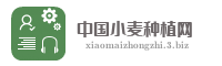 中国小麦种植网