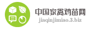 中国家禽鸡苗网